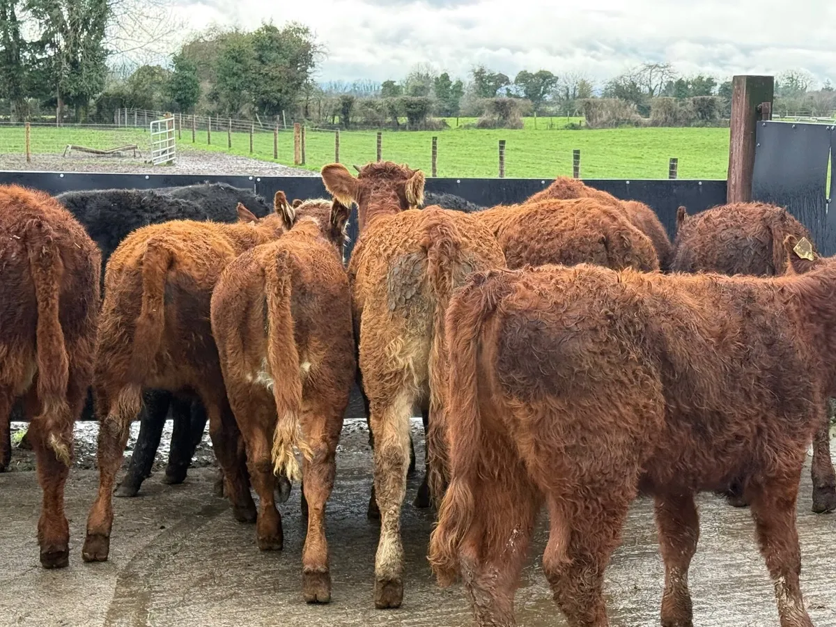 12 SUCKLER BRED LIMOUSINE HEIFERS ( 270 kgs ) - Image 1
