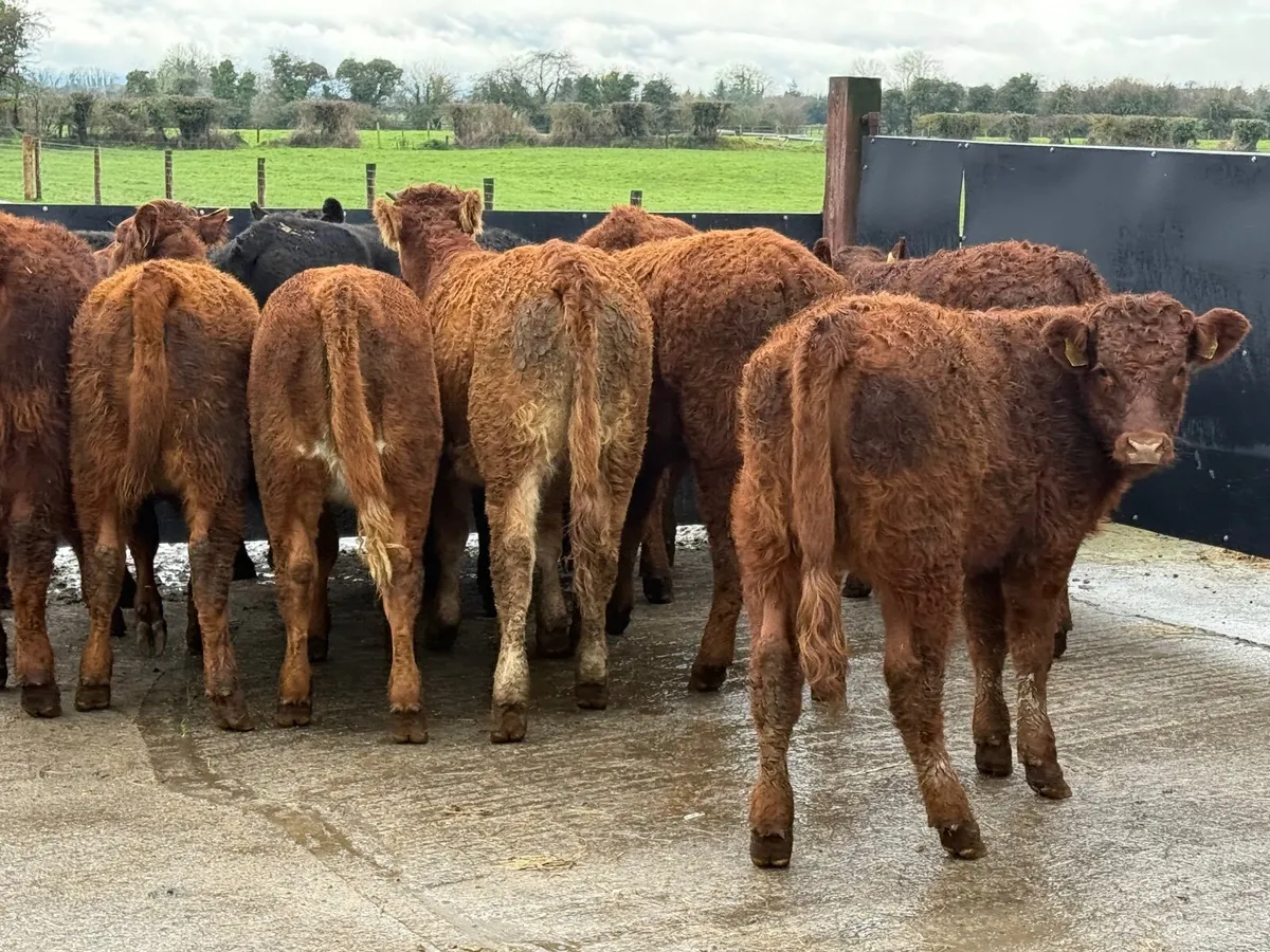 12 SUCKLER BRED LIMOUSINE HEIFERS ( 270 kgs ) - Image 3