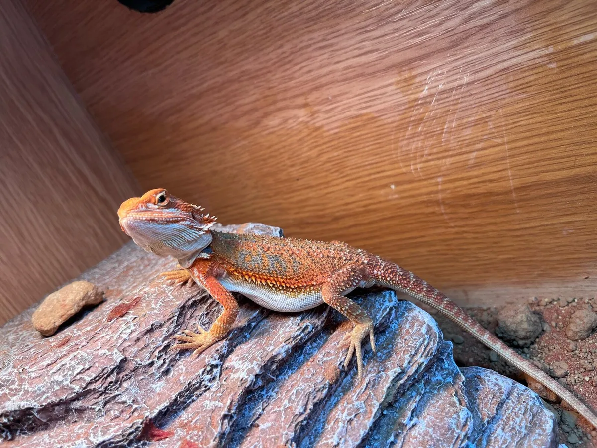Bearded Dragon