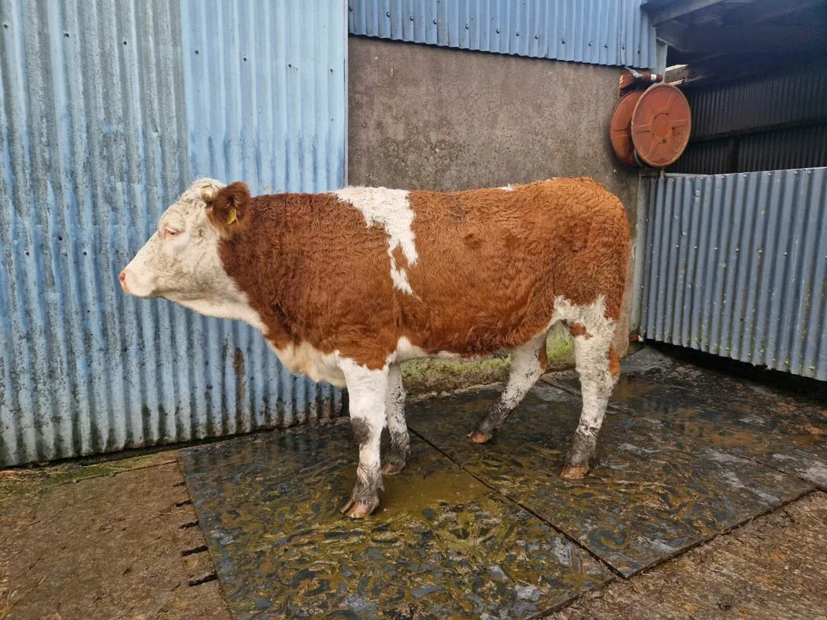 Simmental Breeding Heifer - Image 1