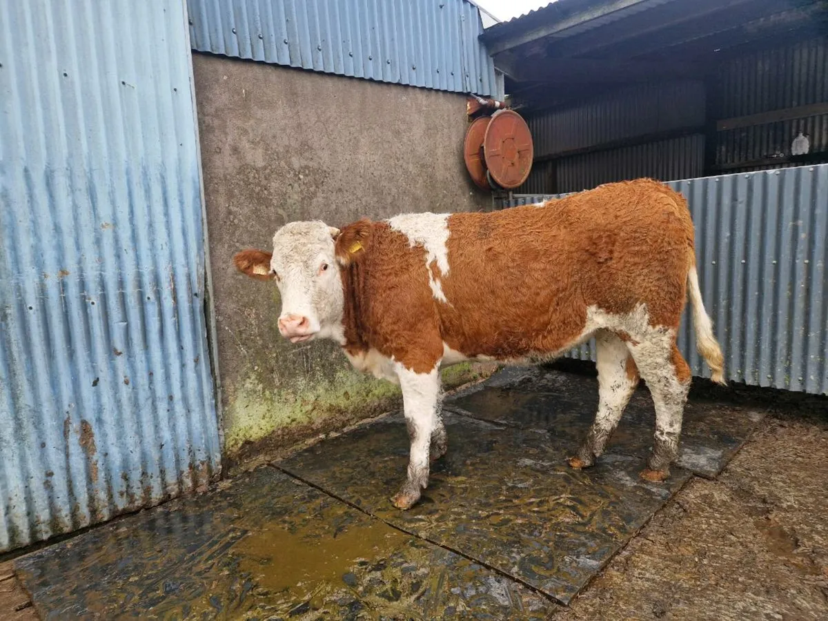 Simmental Breeding Heifer - Image 2