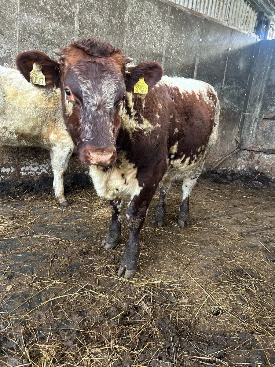2 Organic shorthorn bulls - Image 1