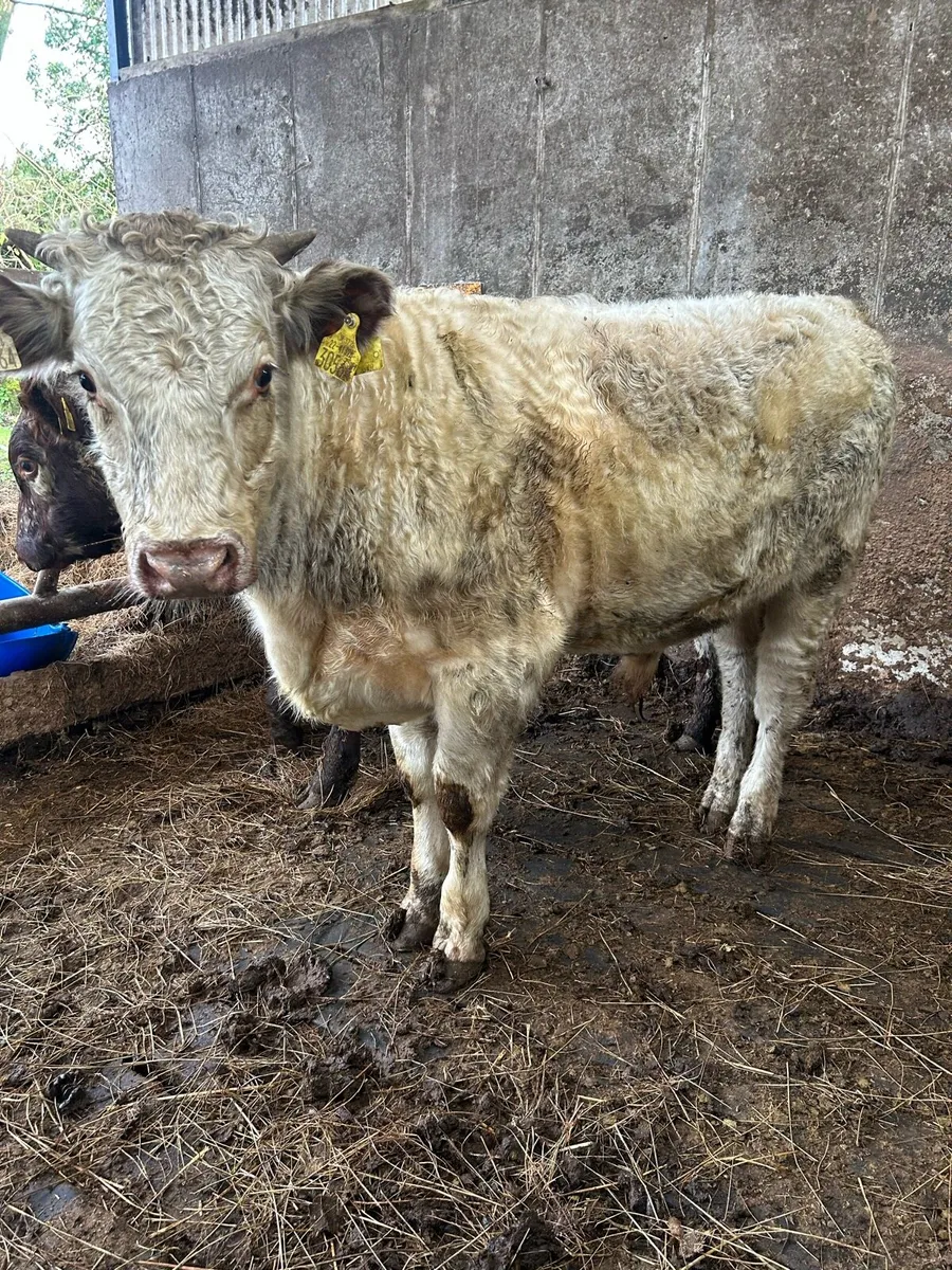 2 Organic shorthorn bulls - Image 2