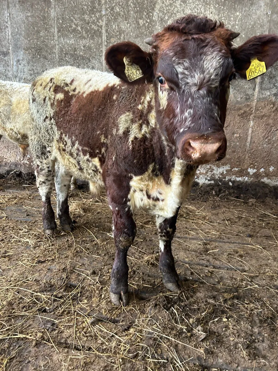 2 Organic shorthorn bulls - Image 3