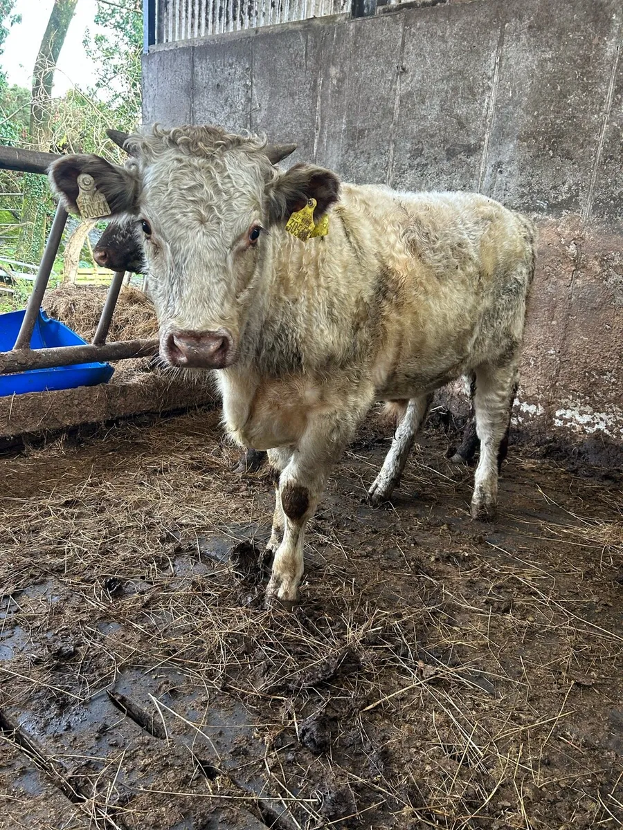 2 Organic shorthorn bulls - Image 4