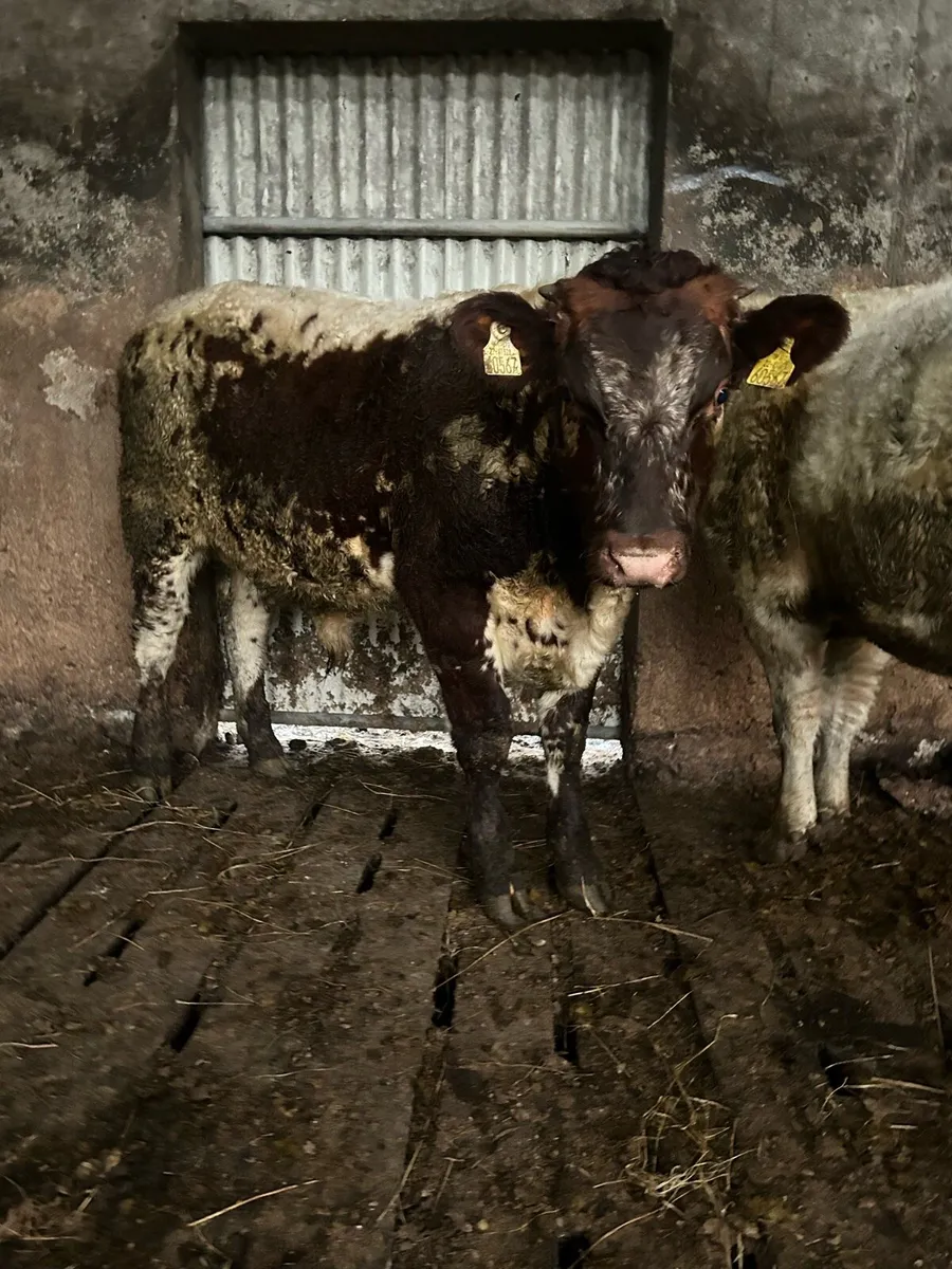 2 Organic shorthorn weaning bulls - Image 4