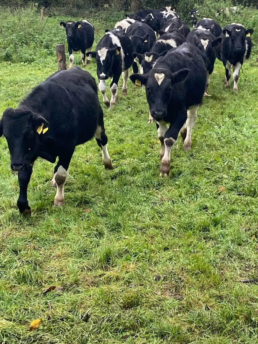 Weanling  bulls - Image 1