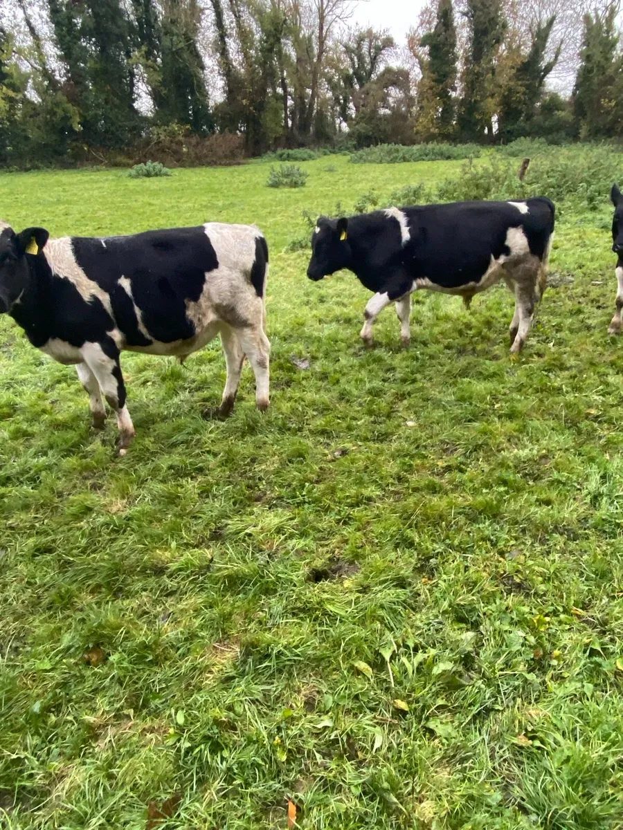 Weanling  bulls - Image 2