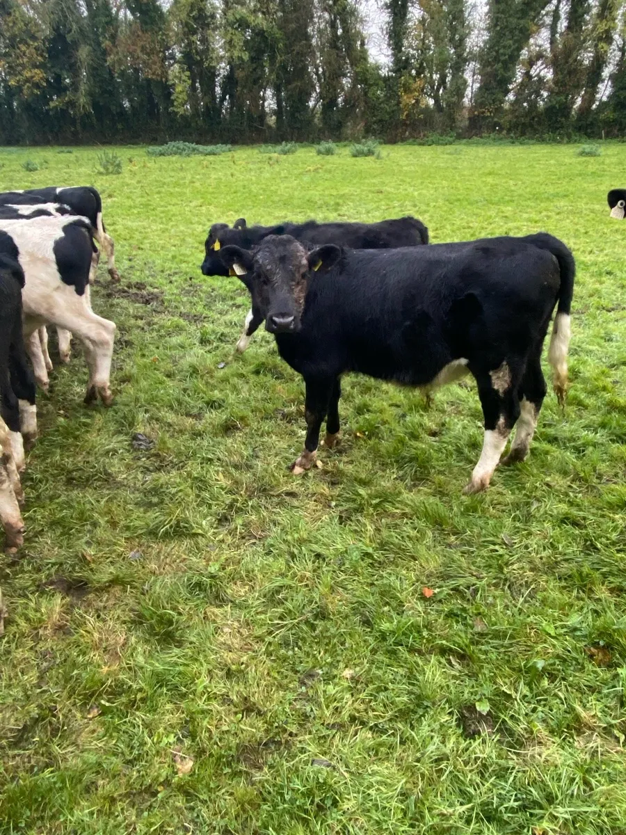 Weanling  bulls - Image 3