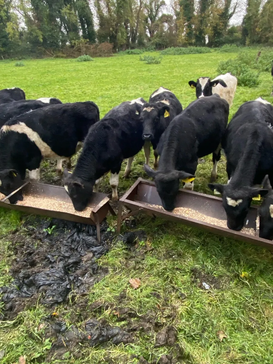 Weanling  bulls - Image 4
