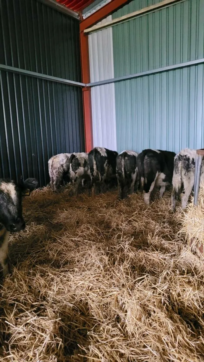 Belgian blue heifers - Image 2