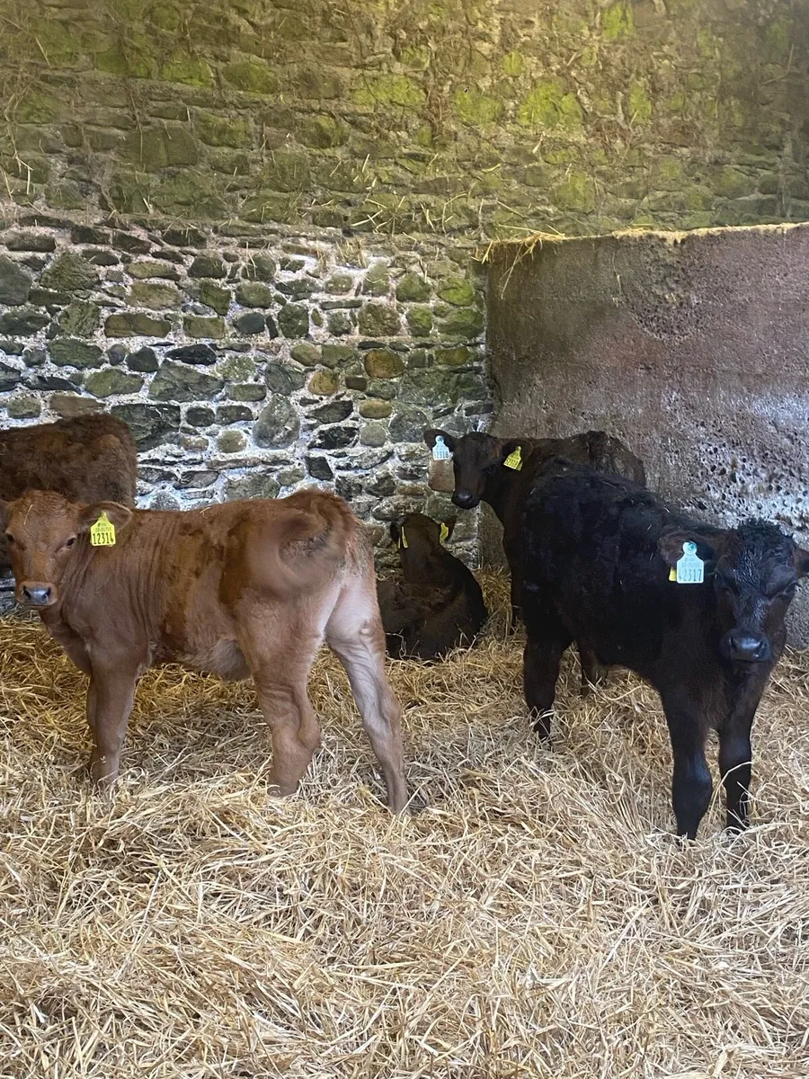 Calves - Image 1