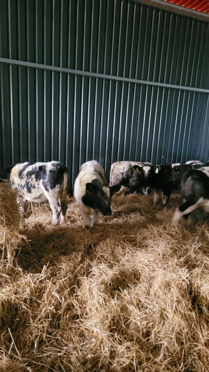 Belgian blue heifers - Image 1