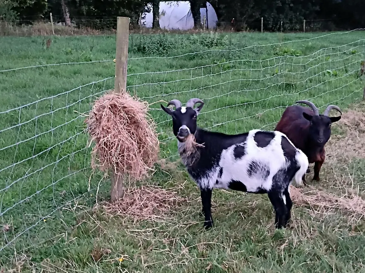Neutered Male Pygmy Goat - Image 1