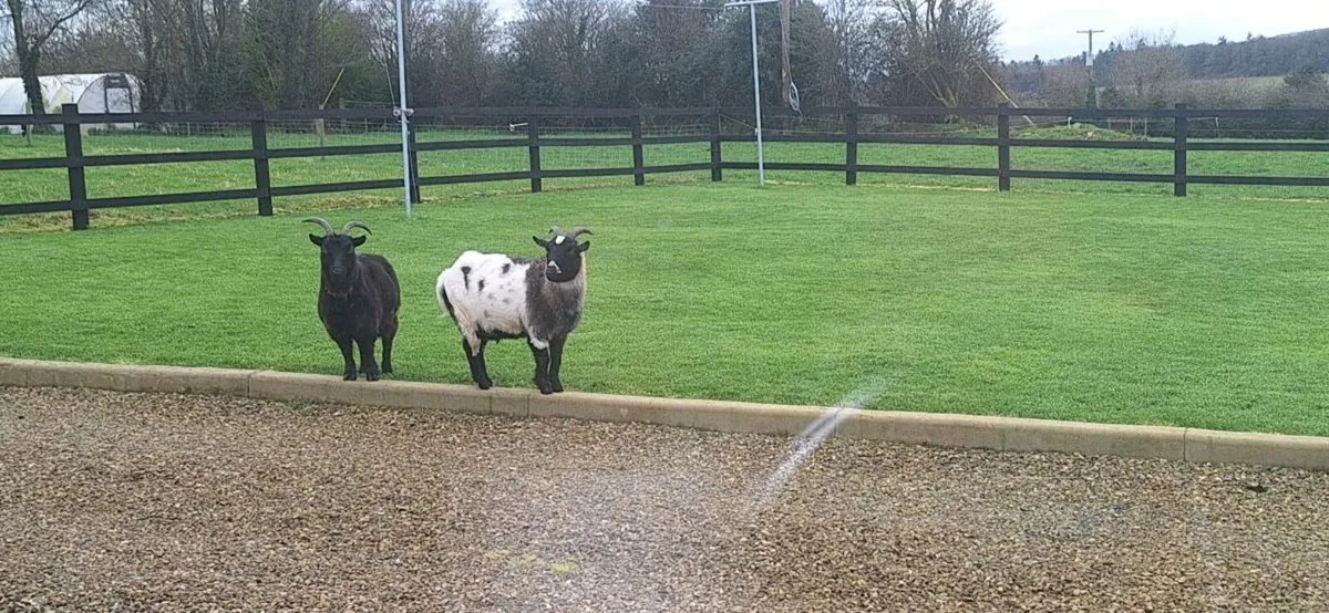 Neutered Male Pygmy Goat - Image 2