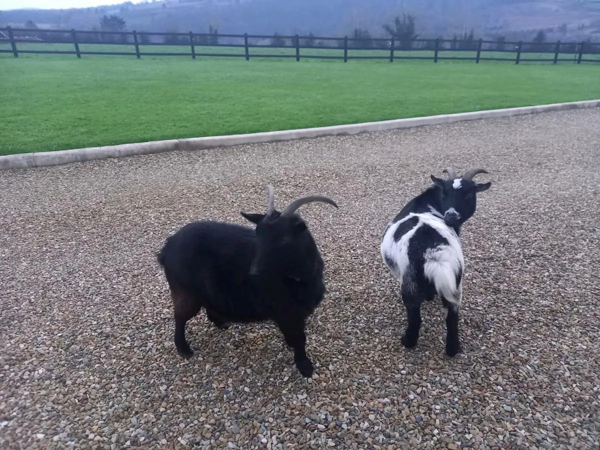 Neutered Male Pygmy Goat - Image 3