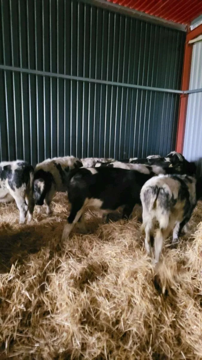 Belgian blue heifers - Image 3
