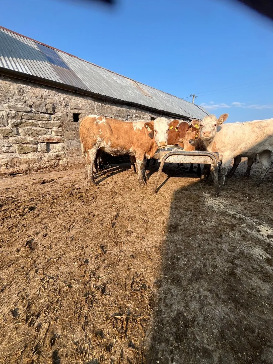Heifer weanlings - Image 2