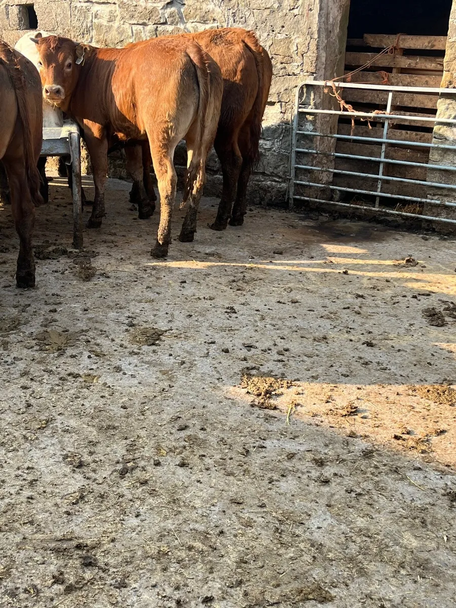Heifer weanlings - Image 3