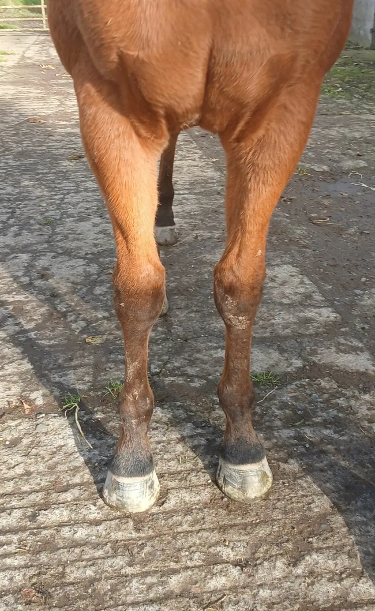 Yearling Filly - Image 2