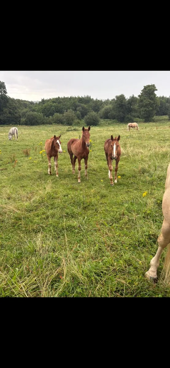 Filly Foals - Image 1
