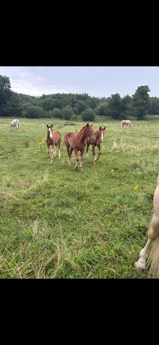 Filly Foals - Image 2