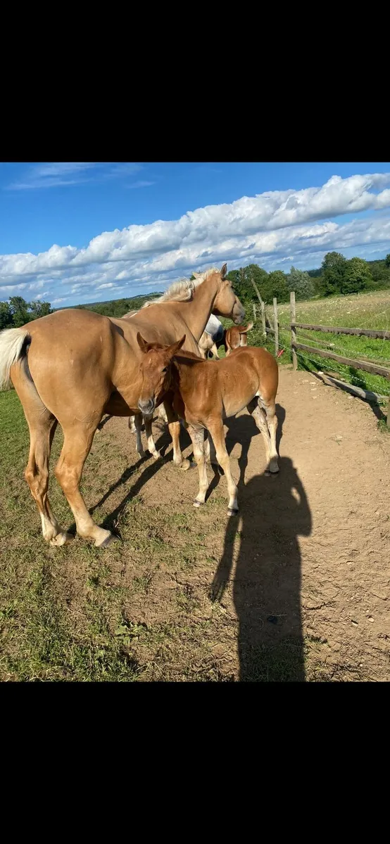 Filly Foals - Image 3