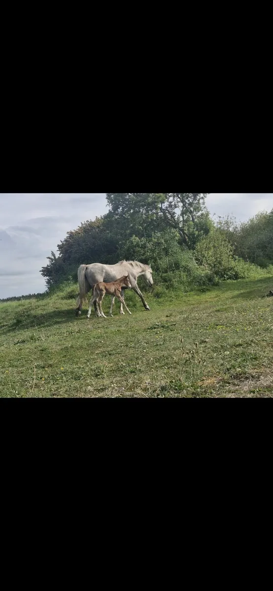 Filly Foals - Image 4