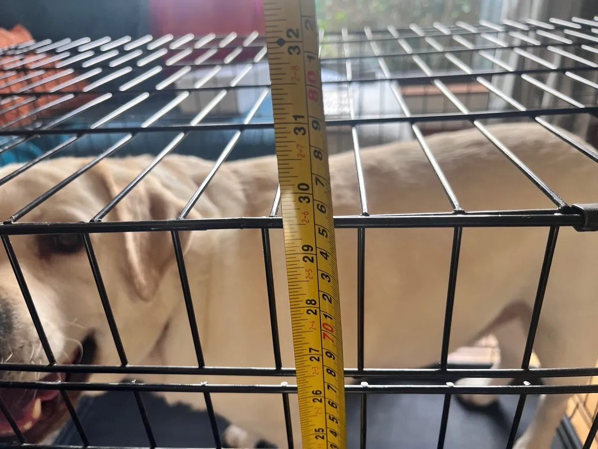 Dog crates and K9 harness - Image 2