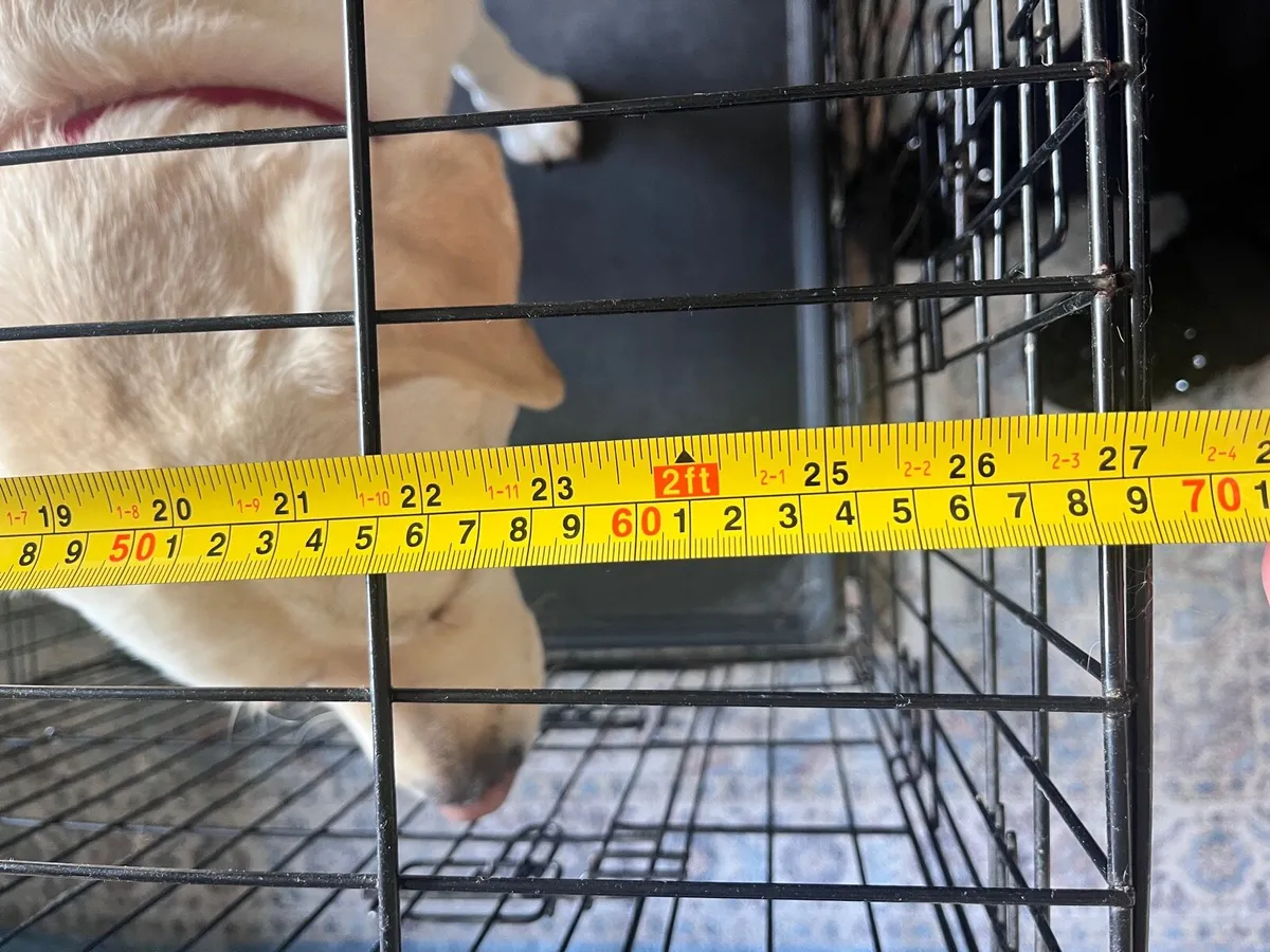 Dog crates and K9 harness - Image 4