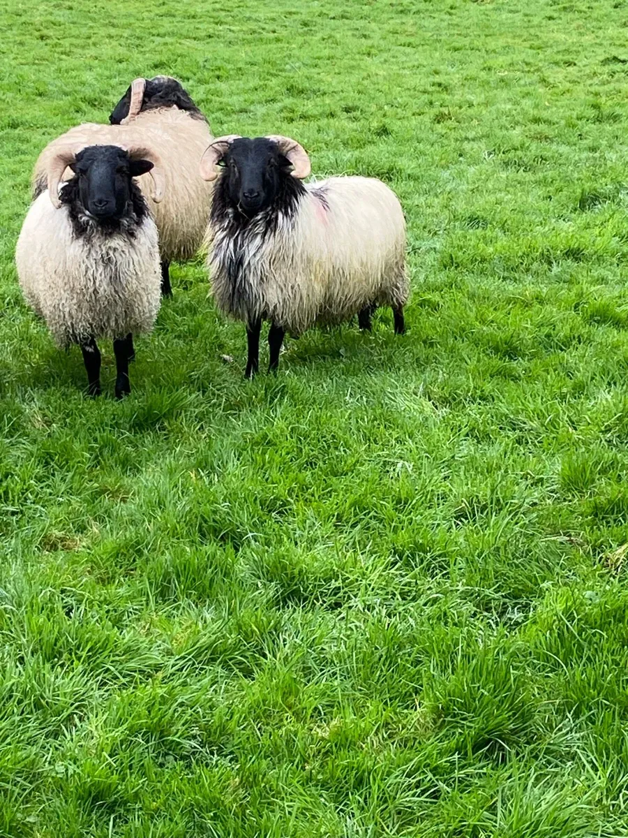 SIS approved blackface ram lamb - Image 1