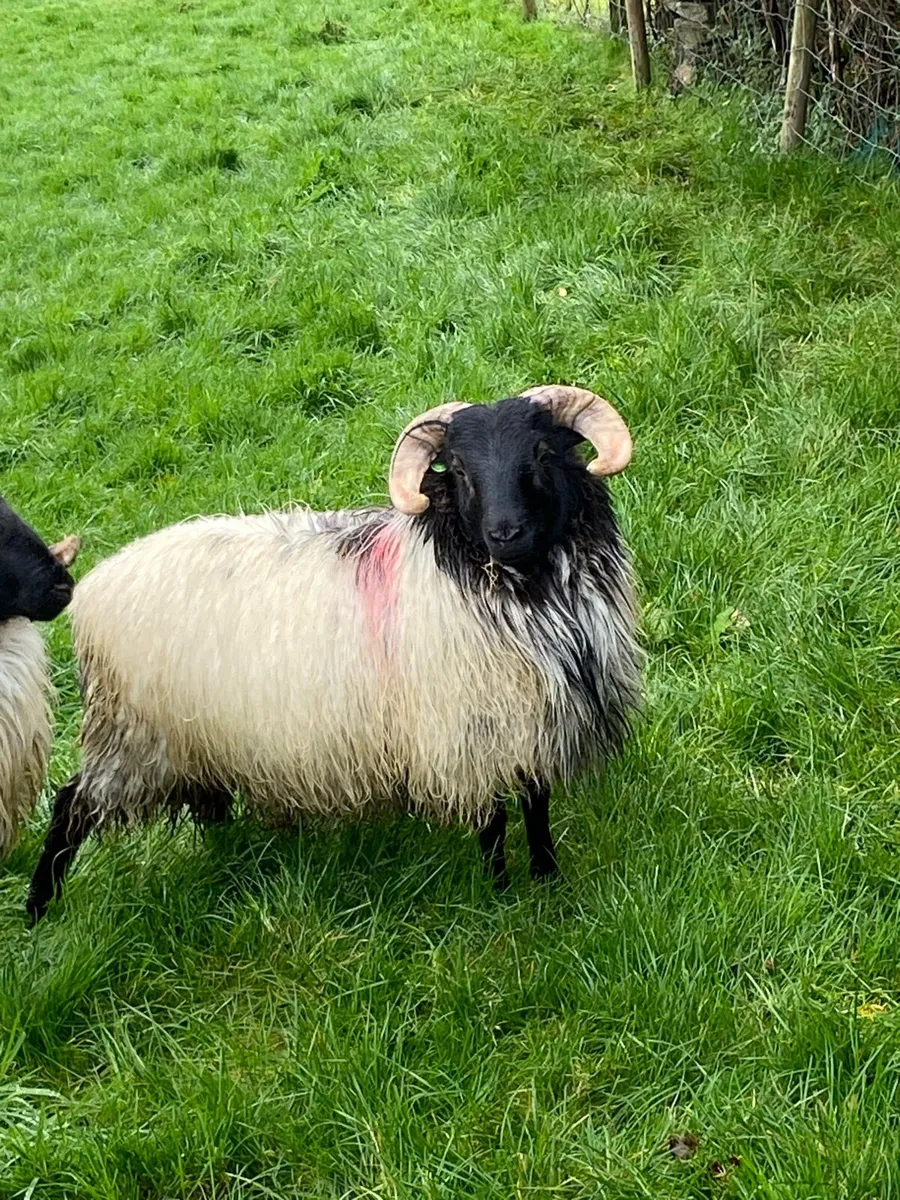 SIS approved blackface ram lamb - Image 3