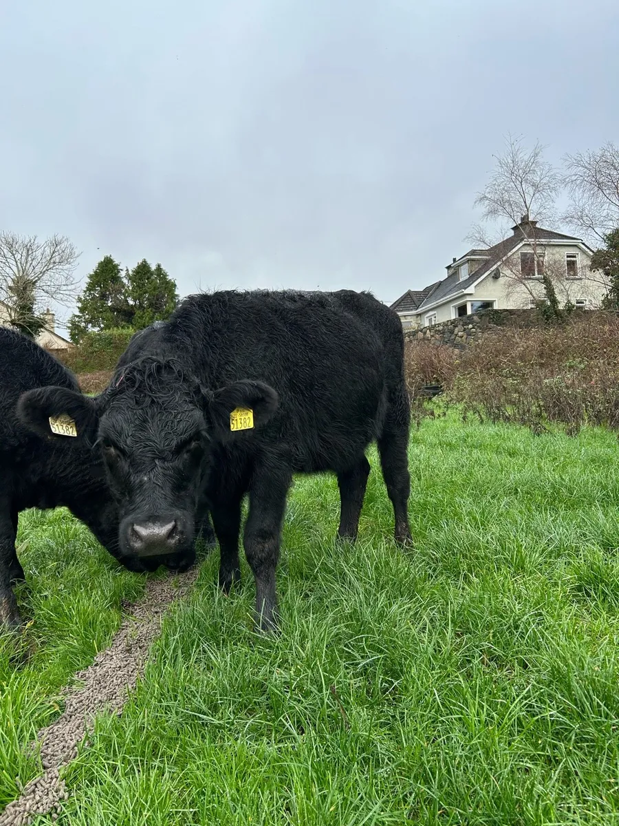 3 aa yearling heifers - Image 1