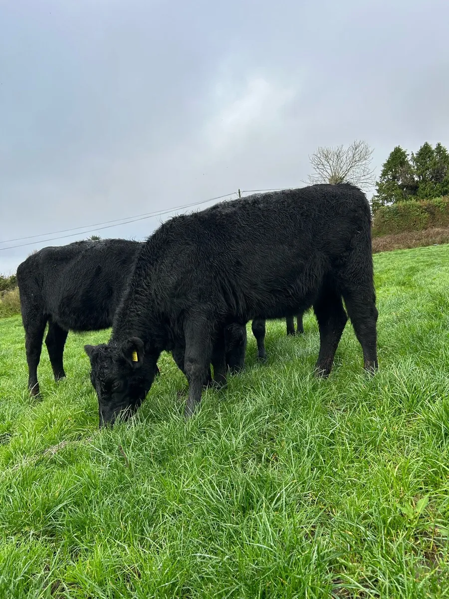 3 aa yearling heifers - Image 2