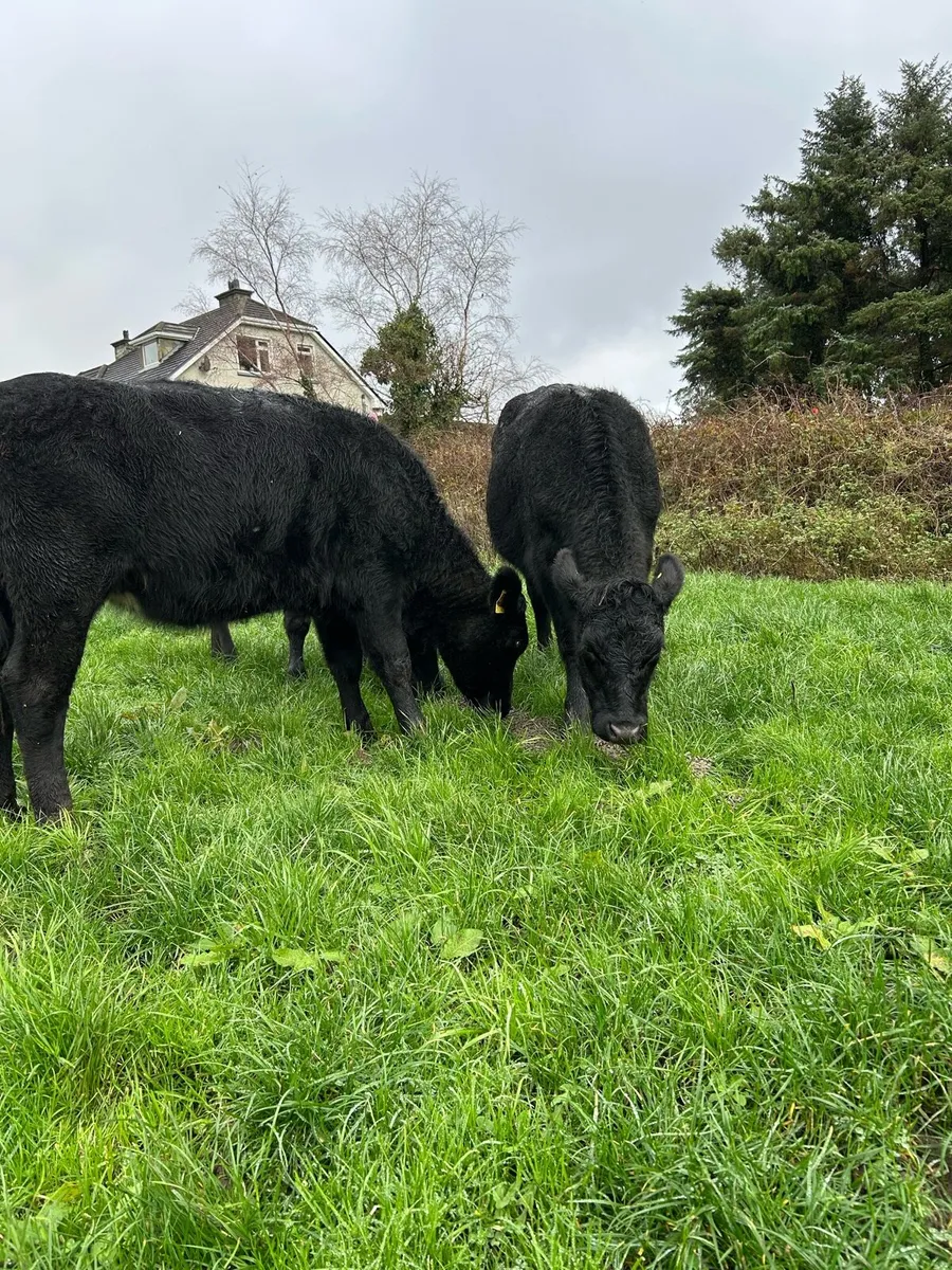 3 aa yearling heifers - Image 3