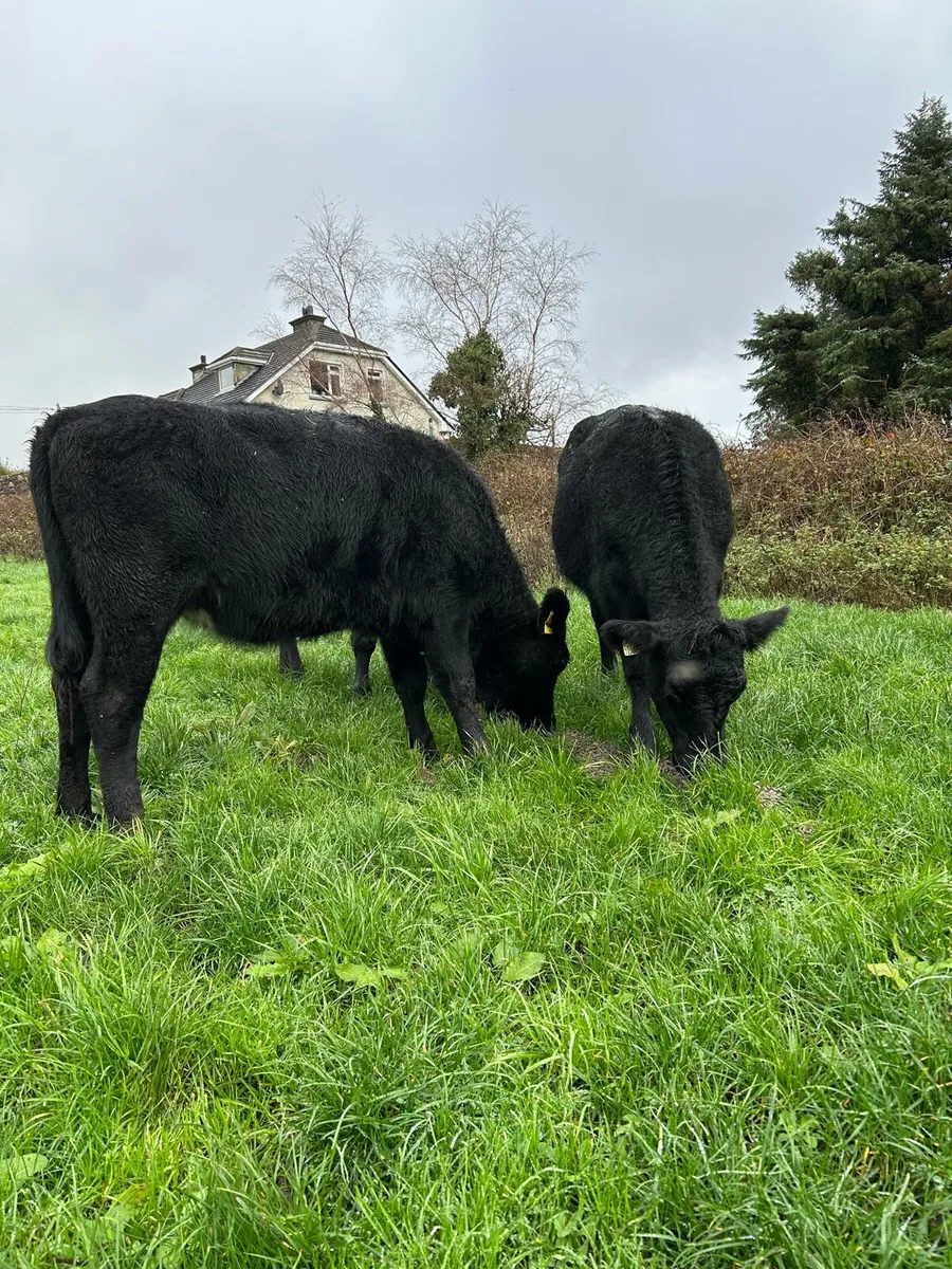 3 aa yearling heifers - Image 4