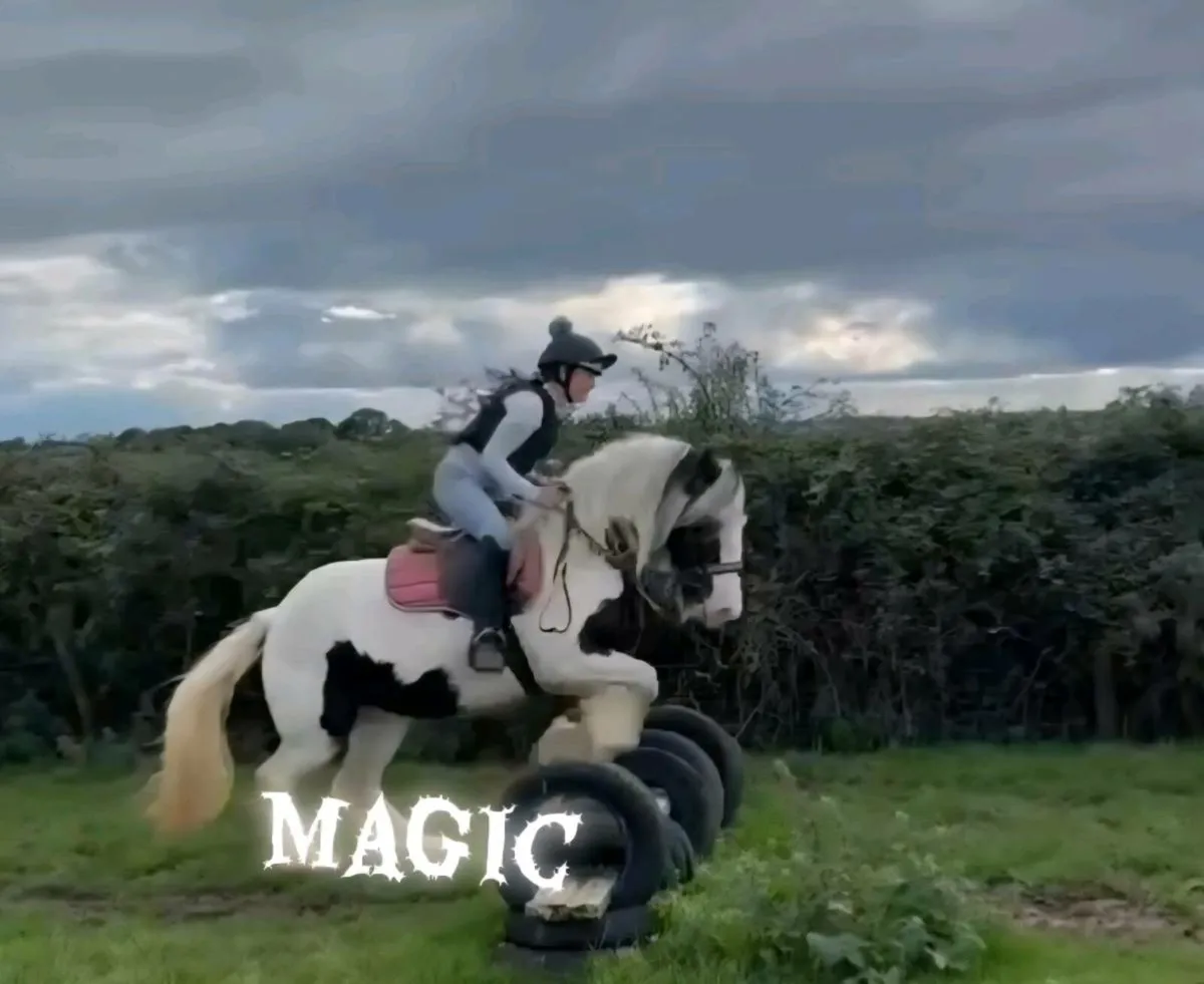 Perfect family cob - Image 1