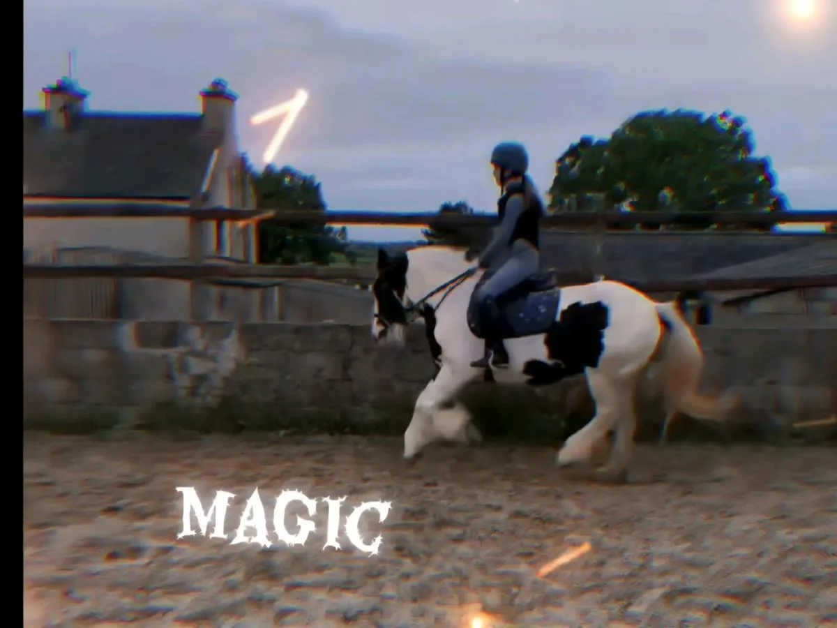 Perfect family cob - Image 2