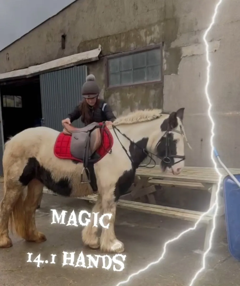 Perfect family cob - Image 3