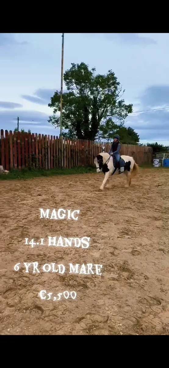 Perfect family cob - Image 4