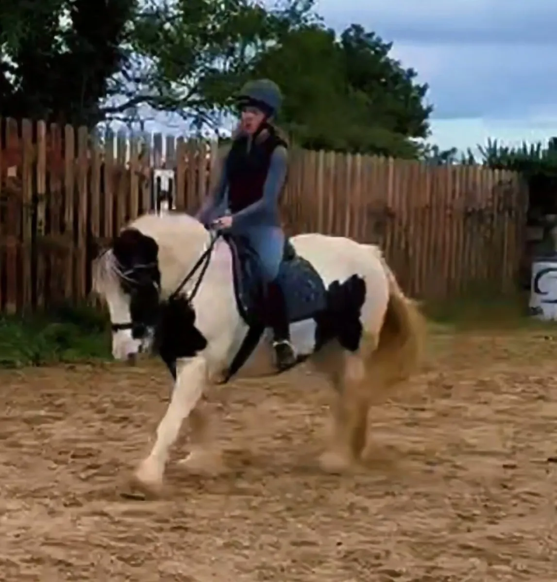 Perfect family cob - Image 4