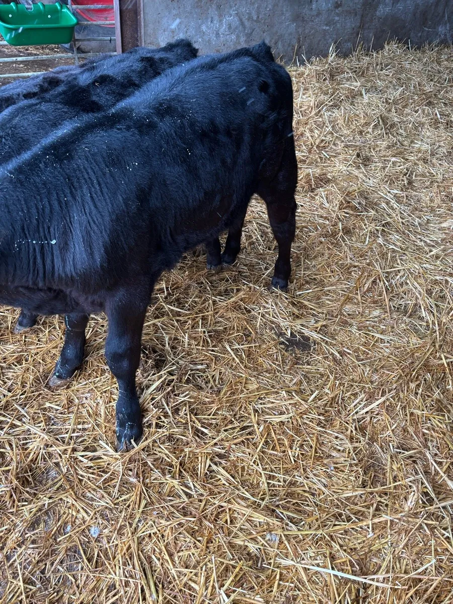 Angus calves - Image 3