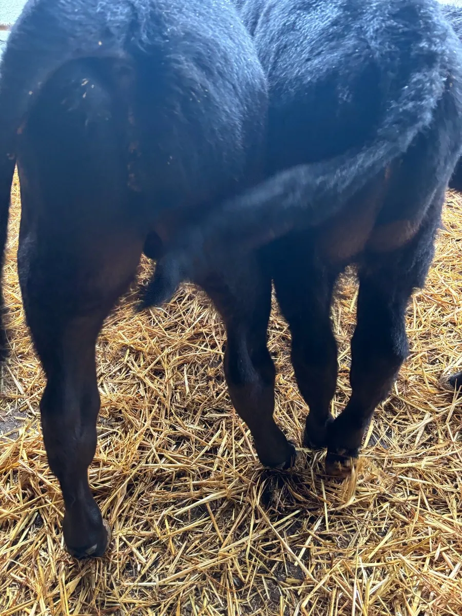 Angus calves - Image 4