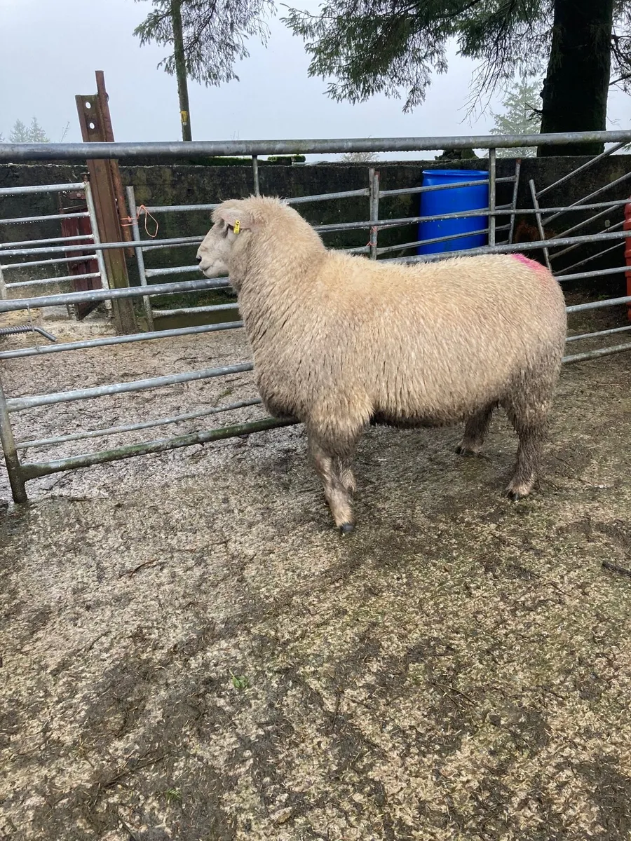 Romney Hogget rams. - Image 3