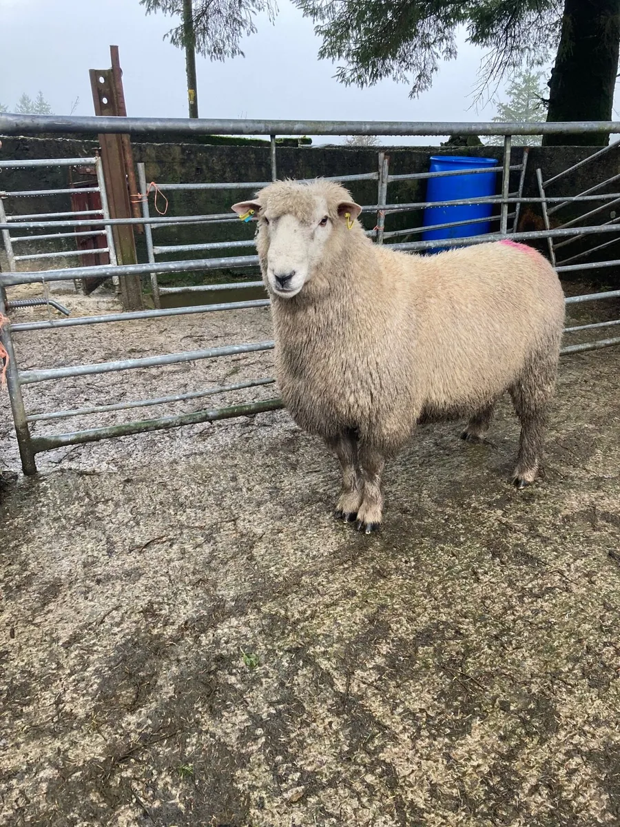 Romney Hogget rams. - Image 4