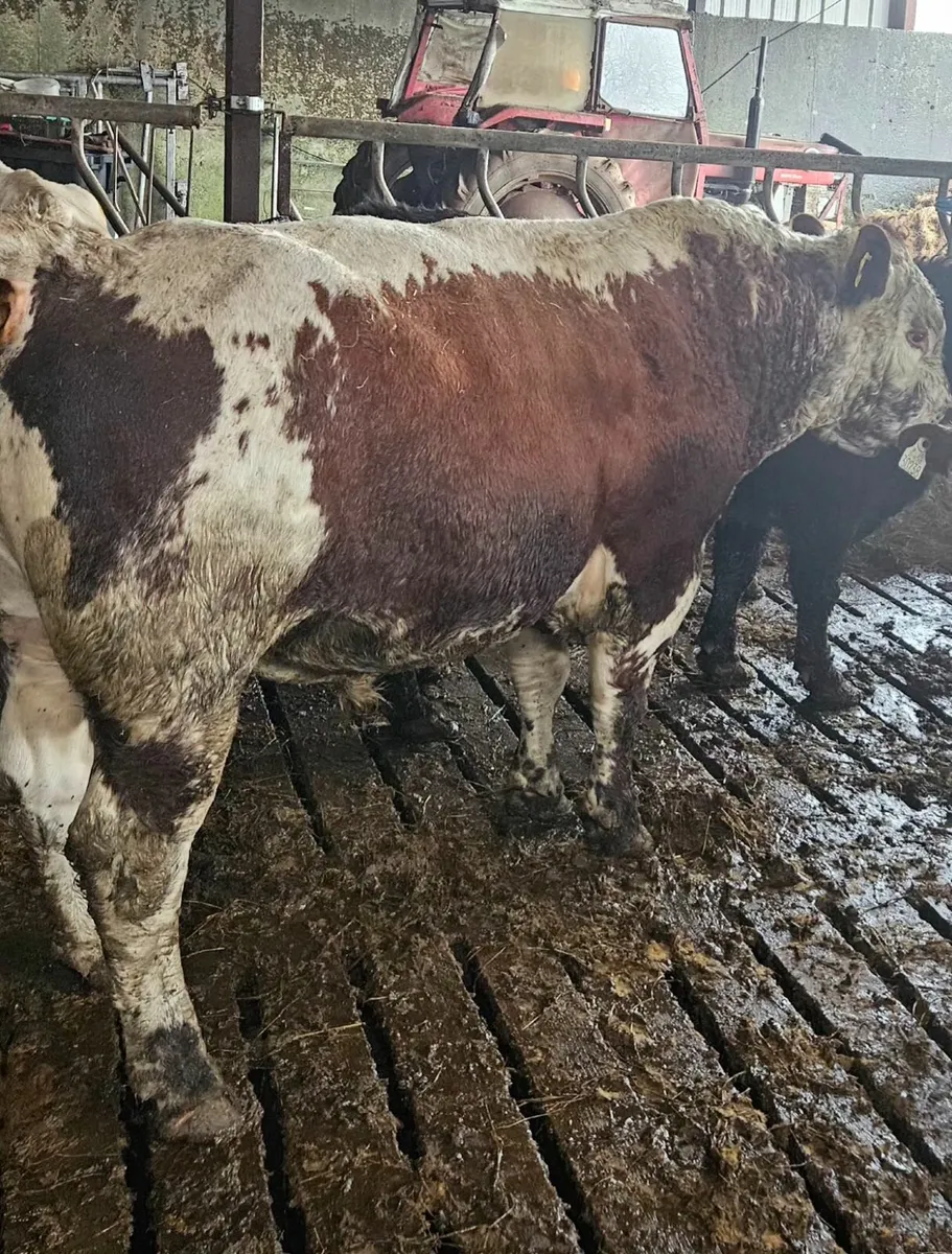 Irish Moiled bull for sale - Image 2