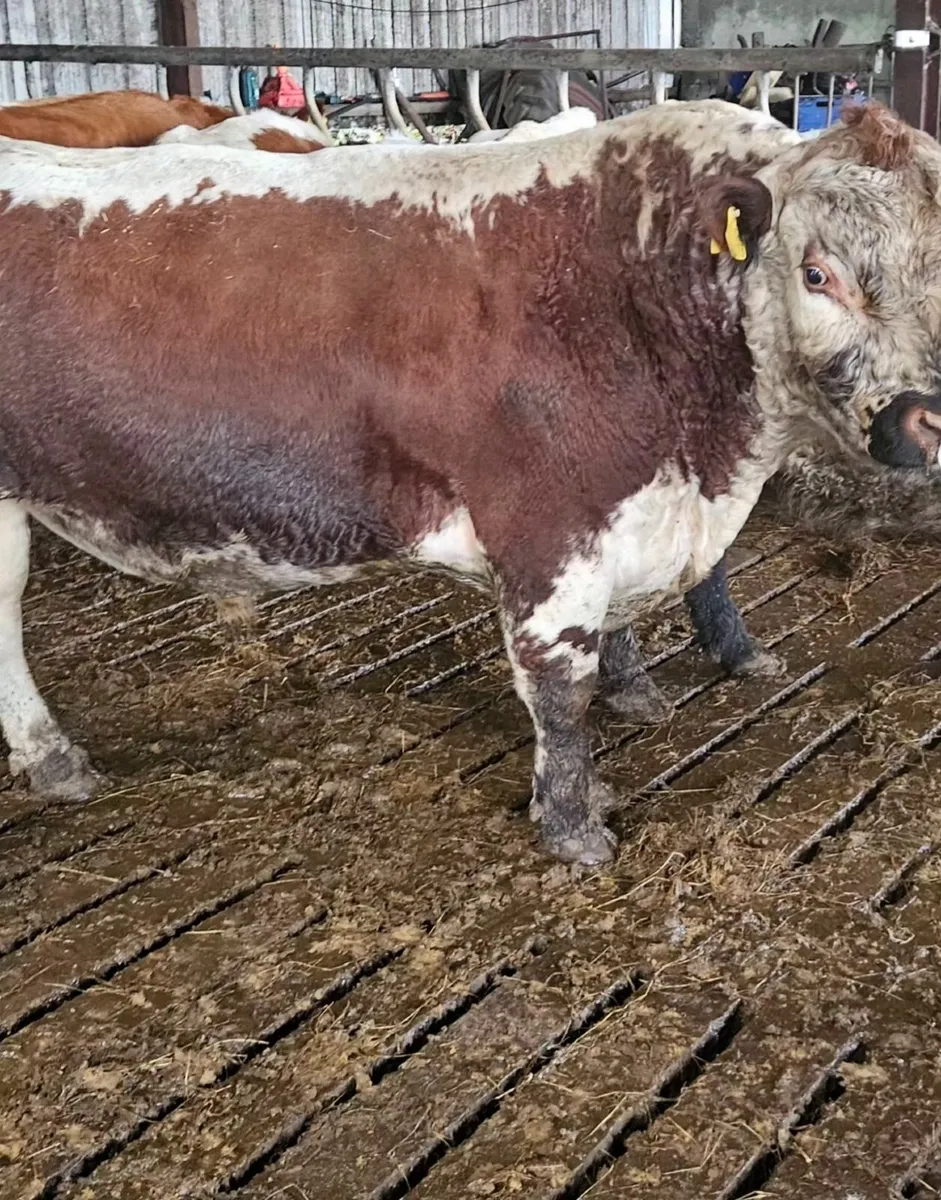 Irish Moiled bull for sale - Image 3