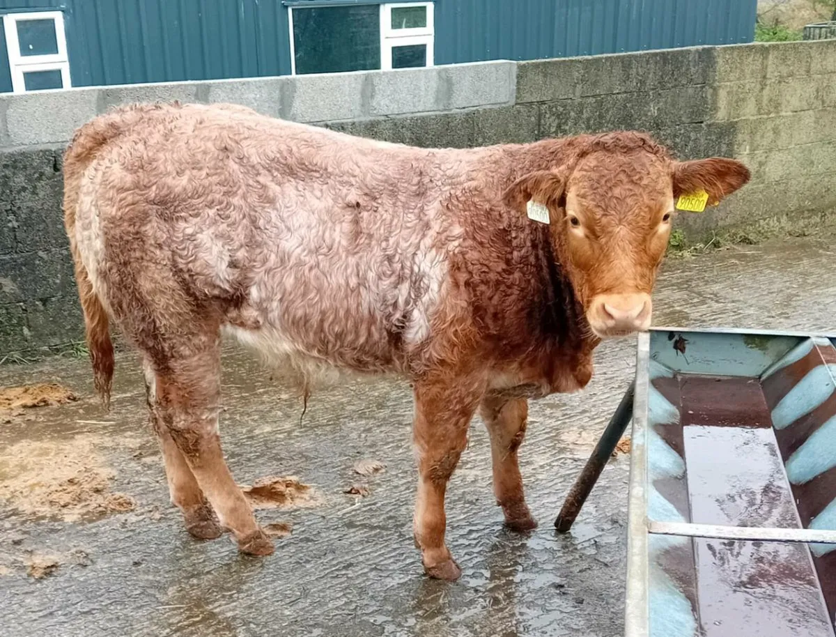 Weanling bullocks - Image 1