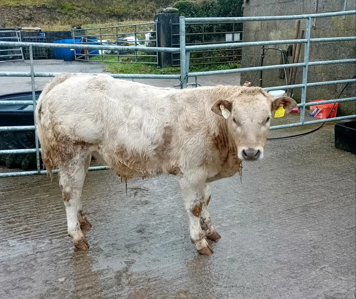 Weanling bullocks - Image 3