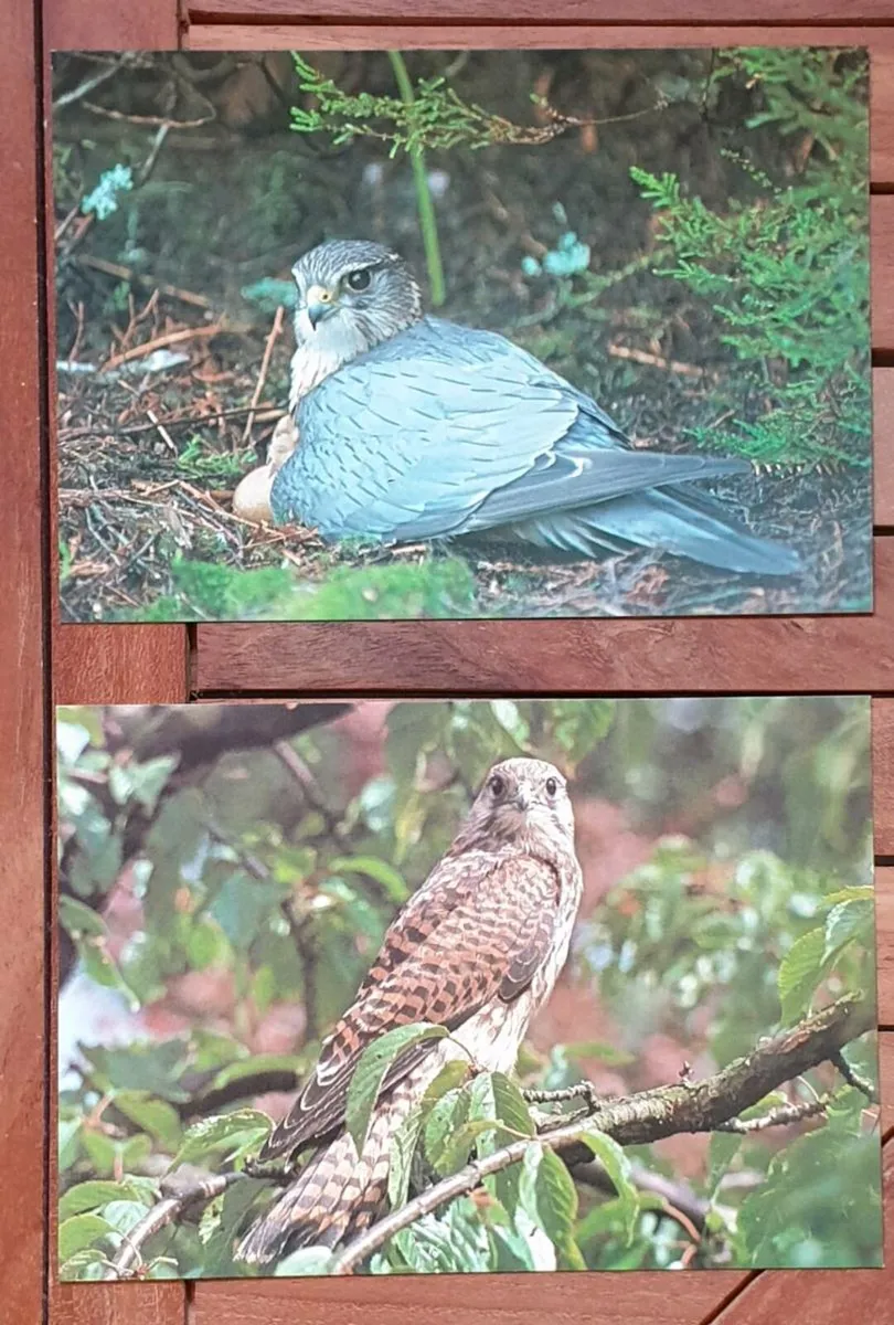 Fauna Postcards - Image 4